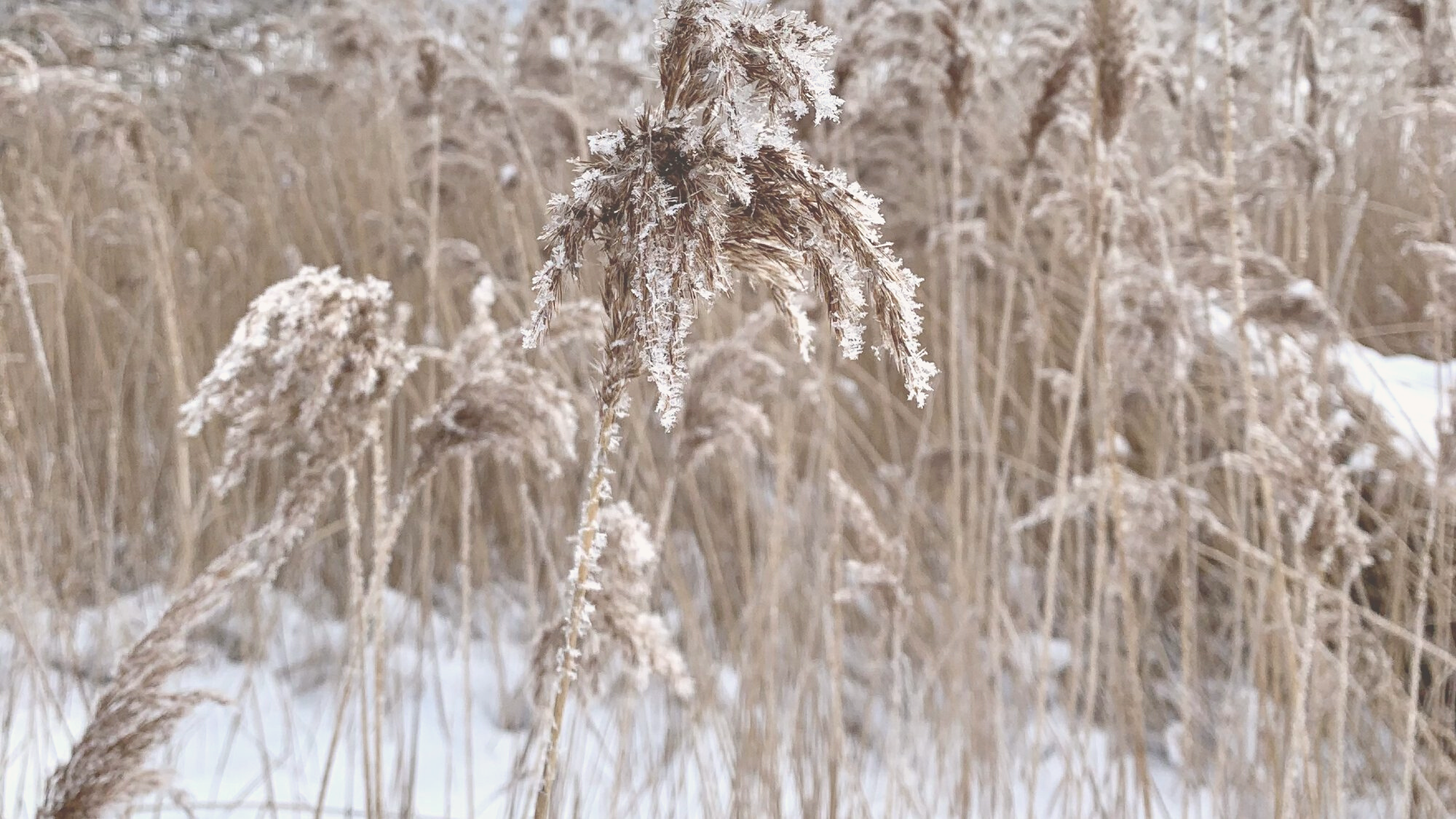 Gräser im Schnee